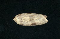 藏品(橙口榧螺)的圖片